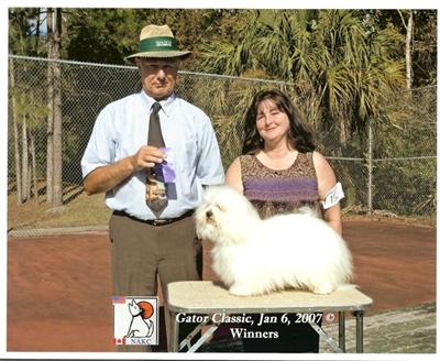  FCI  / UKC Multi Grand Champion sired puppies